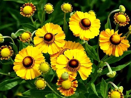 Helenium6