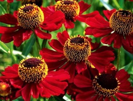 Helenium7