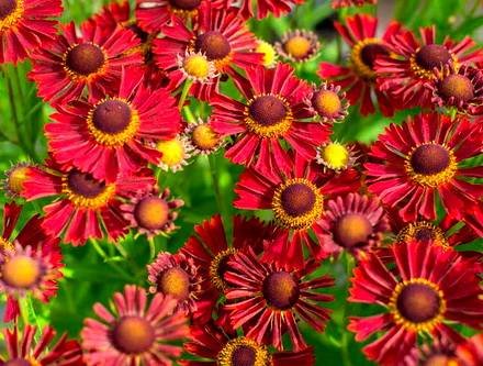 Helenium8