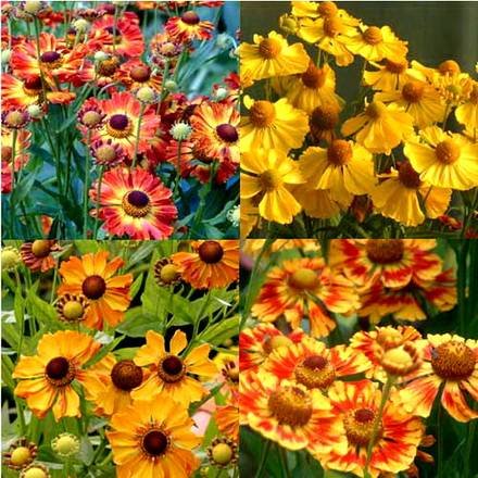 Helenium9