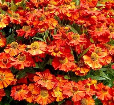 HeleniumMoerheimBeauty