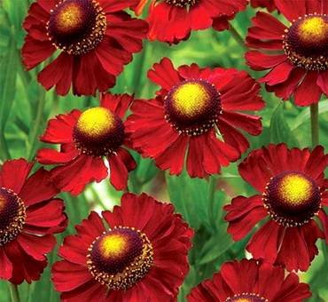 HeleniumRubyTuesday