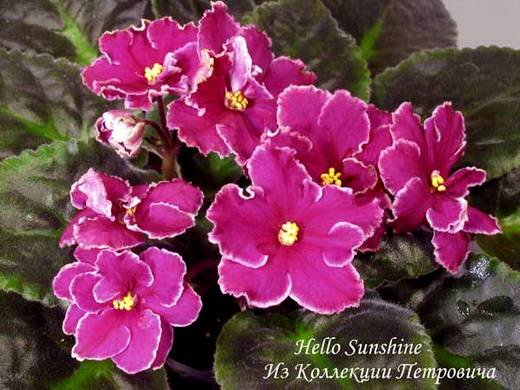 HelloSunshine6