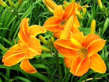 Hemerocallis1