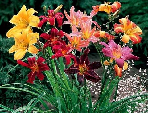 Hemerocallis15