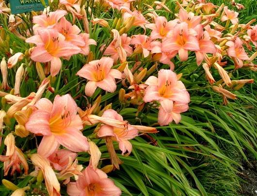 Hemerocallis17