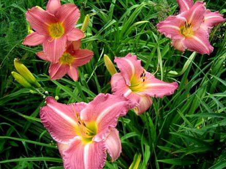 Hemerocallis2