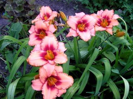 Hemerocallis3