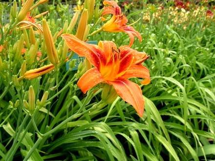 Hemerocallis33