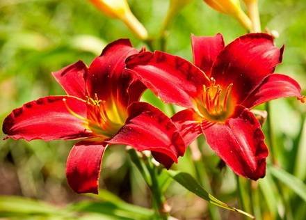 Hemerocallis4