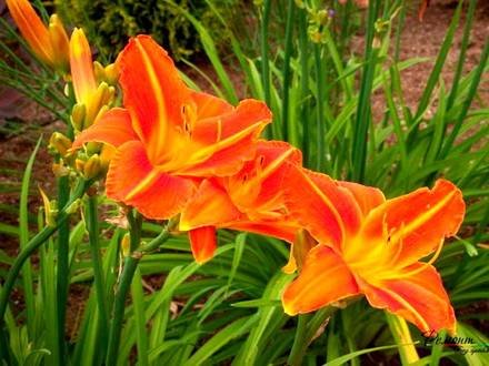 Hemerocallis5