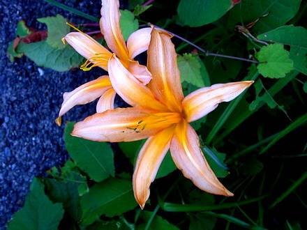 Hemerocallis6