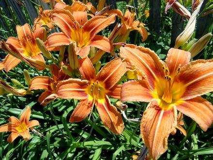 Hemerocallis7
