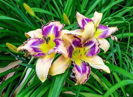Hemerocallis8