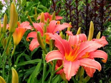 HemerocallisPinkDamask