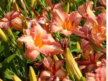 HemerocallisRhapsodyInPink