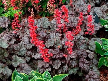 Heuchera1