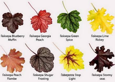 Heuchera11
