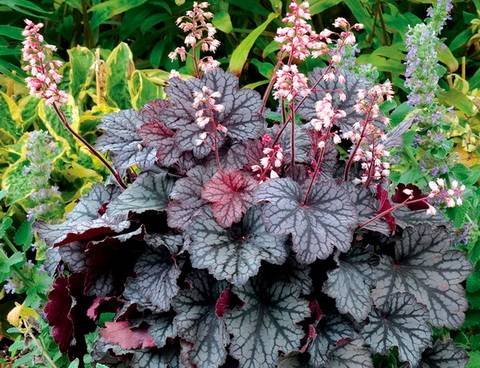 Heuchera12