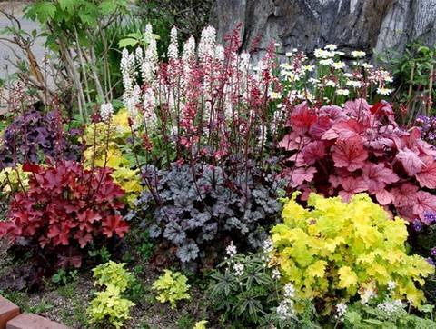 Heuchera13