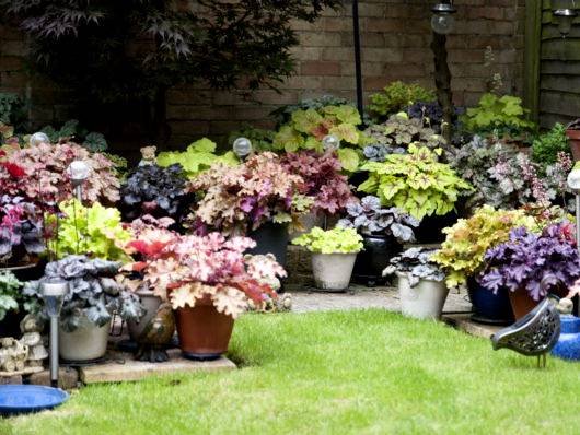 Heuchera14