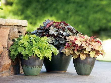 Heuchera16