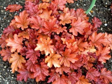 Heuchera17
