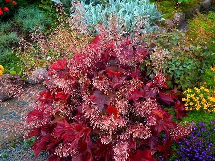 Heuchera2