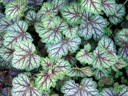 Heuchera3