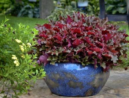 Heuchera4