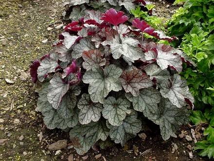 Heuchera5