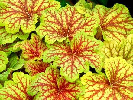 Heuchera6