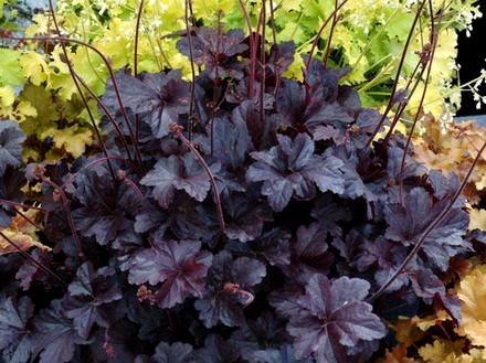 Heuchera7
