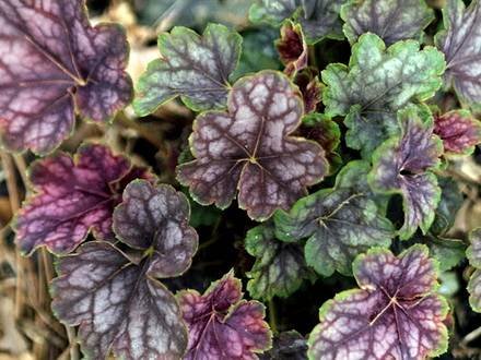 Heuchera9
