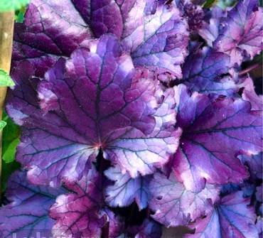 HeucheraForever Purple