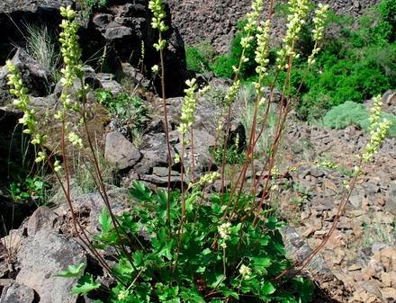 HeucheraGrossulariifolia