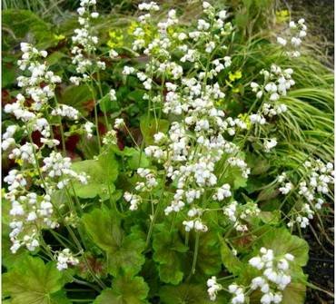 HeucheraPrettyPerinne