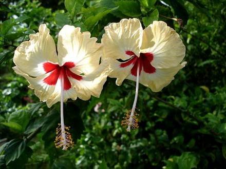 Hibiscus1