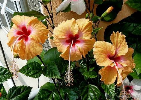 Hibiscus10