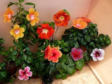 Hibiscus11