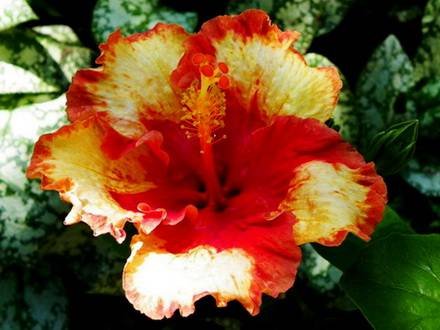 Hibiscus14