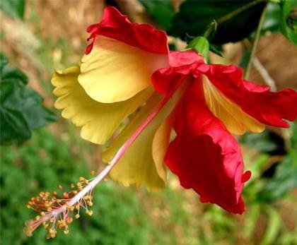 Hibiscus2