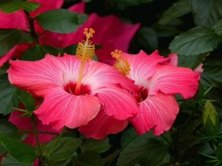 Hibiscus3