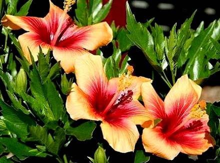 Hibiscus4