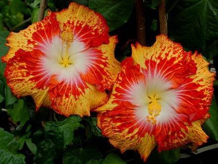 Hibiscus5