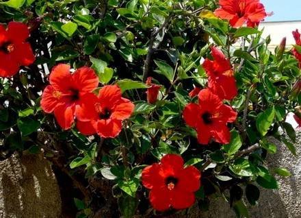 Hibiscus6