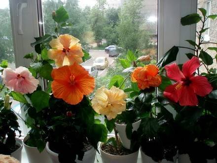 Hibiscus8
