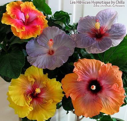 Hibiscus9