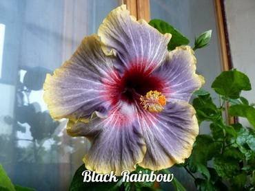 HibiscusBlackRainbow