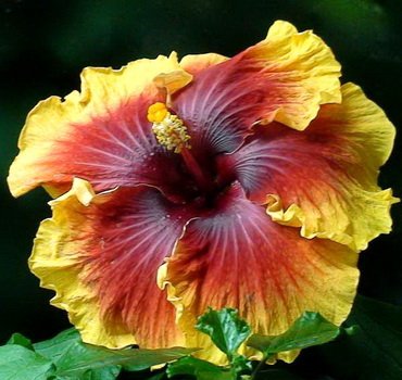 HibiscusBurntSaffron